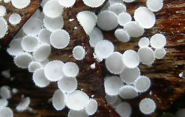 Una peziza nel sacco e altre specie primaverili